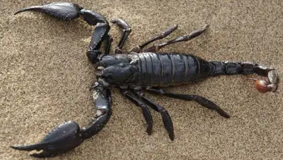 pixabay.com, фото - Новости Zakon.kz от 06.02.2020 13:46