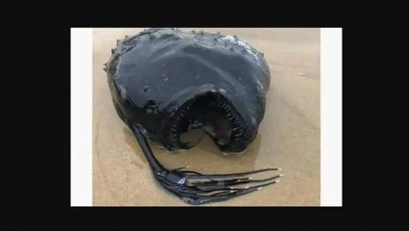 Необычную рыбу нашли на берегу Тихого океана