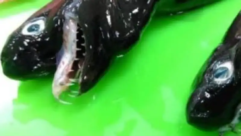 На Тайване выловили акул, похожих на "Чужого"