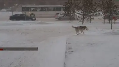 соцсети, фото - Новости Zakon.kz от 24.01.2020 17:51