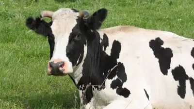 Zakon.kz, фото - Новости Zakon.kz от 24.07.2016 06:41