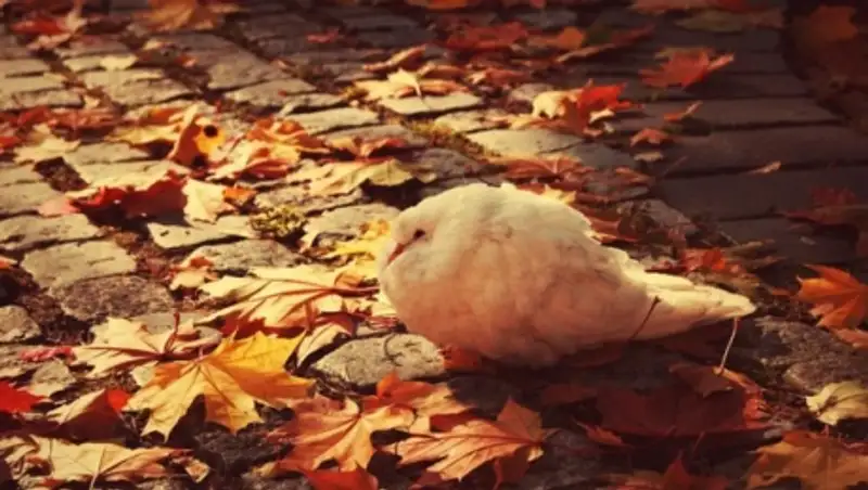 Погода без осадков и низкая температура ожидается на большей части Казахстана