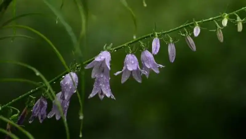 Сильные дожди, град, шквал: какая погода ожидает казахстанцев 8 августа