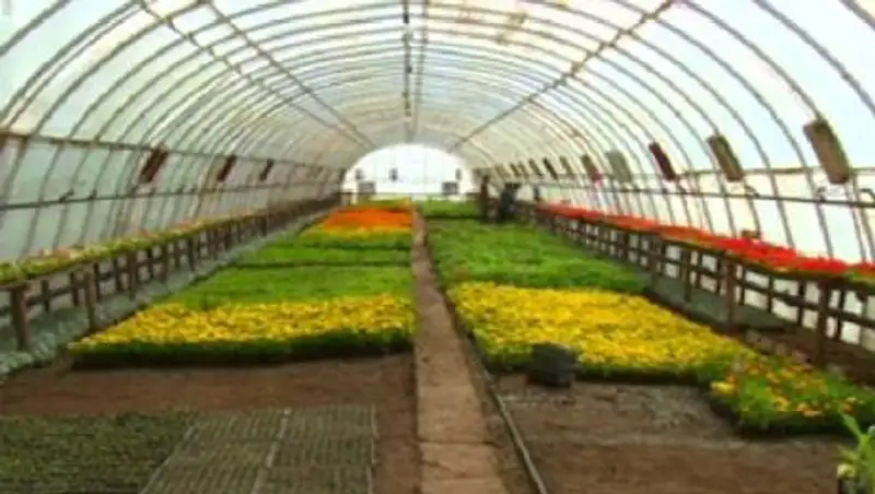 В Уральске высадят до миллиона цветов