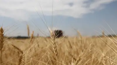 Более 5,2 млн гектаров составит посевная площадь в Акмолинской области, фото - Новости Zakon.kz от 30.03.2023 15:22