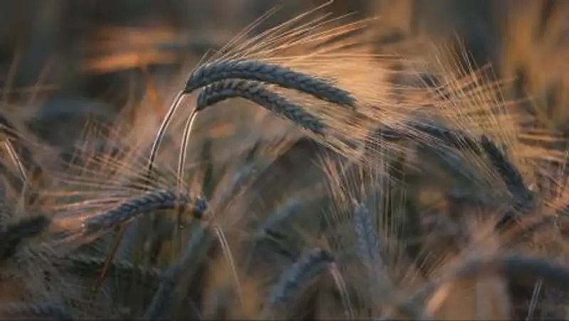 Ограничения на вывоз некоторых товаров введут в Казахстане