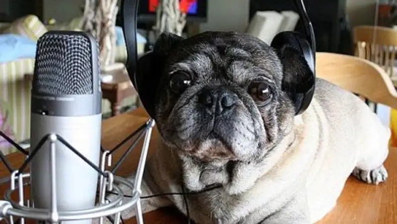В Германии начало вещание собачье радио