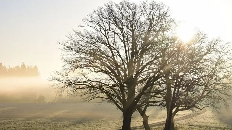 Туман, гололед и шквальный ветер ожидаются в восьми областях Казахстана