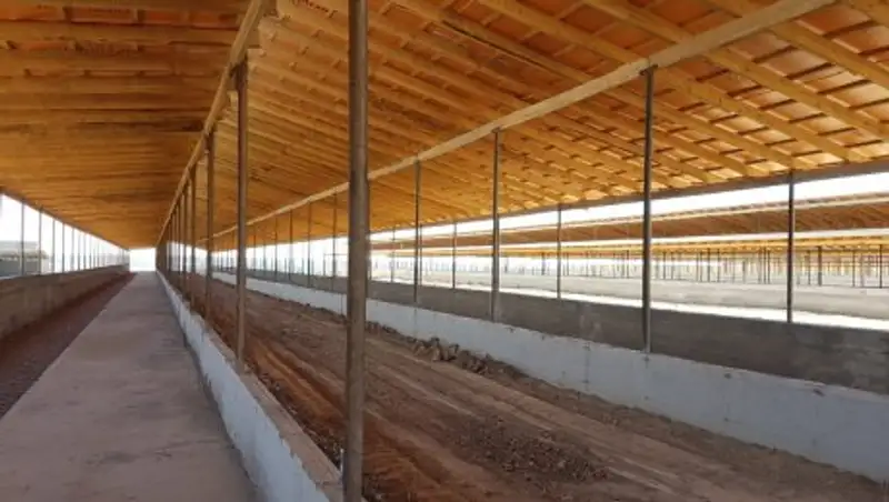 В Сайраме строится комплекс для откорма 10 тысяч крупного рогатого скота