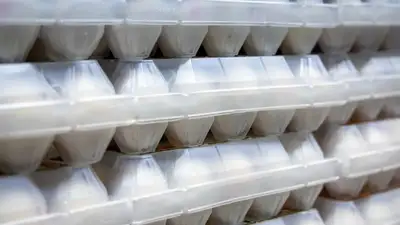 Начато расследование в отношении двух птице фабрик в Алматинской области , фото - Новости Zakon.kz от 13.12.2022 17:54