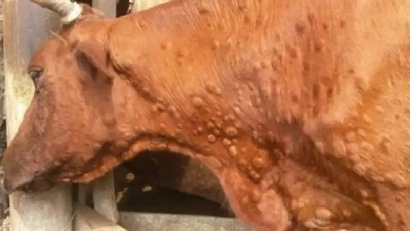 На лечение животных от нодулярного дерматита в Атырауской области выделено более 2 млн.тг 