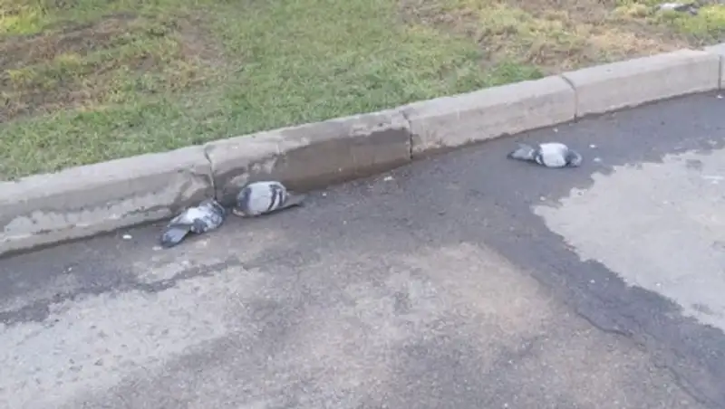 Названа причина массовой смерти голубей в Алматы