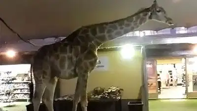 Zakon.kz, фото - Новости Zakon.kz от 04.02.2014 23:30