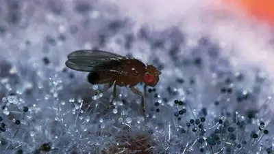 DeAgostini / A. Calegari / Diomedia, фото - Новости Zakon.kz от 14.08.2018 12:01