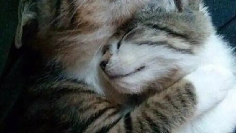 Котенка до смерти замучили в Нур-Султане