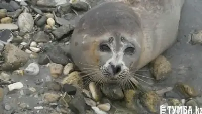 Zakon.kz, фото - Новости Zakon.kz от 11.11.2015 05:21