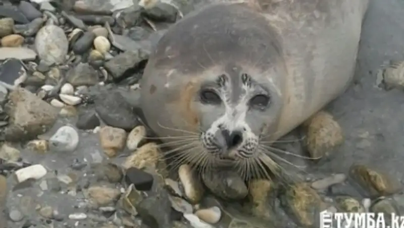 Назвали причину гибели актауского тюленя, который не дождался помощи от людей