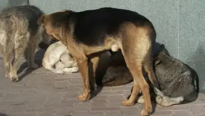 Zakon.kz, фото - Новости Zakon.kz от 30.04.2015 21:35