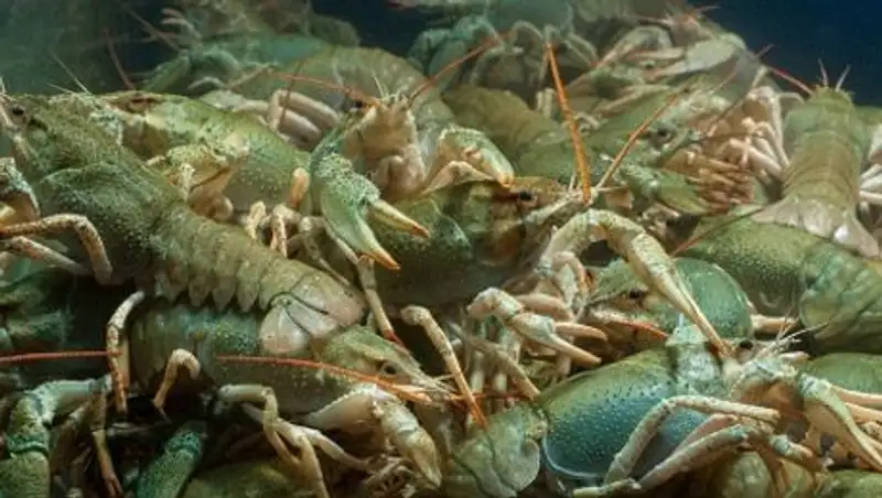 В Мангистау пойманный в период нереста рак может стать причиной судебного разбирательства