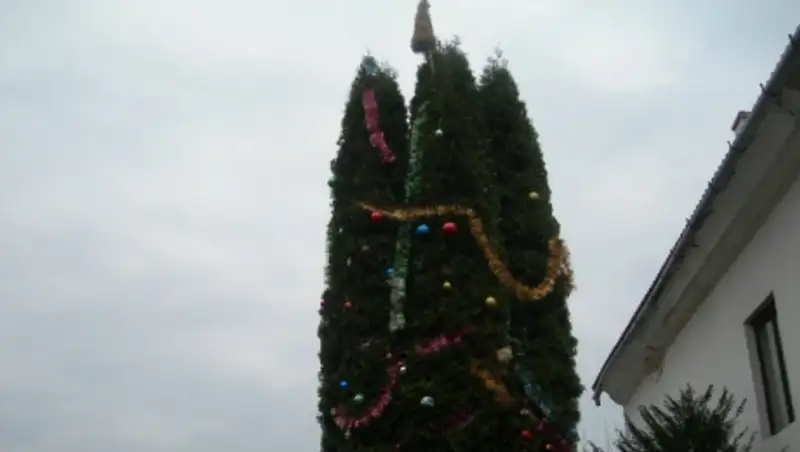 В Израиле на Рождество вместо елки наряжают кипарис 