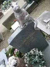 Кладбища для захоронения домашних животных в Астане не будет, фото - Новости Zakon.kz от 07.12.2011 00:59