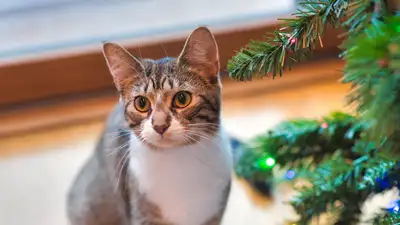 как уберечь новогоднюю елку от кота, фото - Новости Zakon.kz от 22.12.2022 14:31