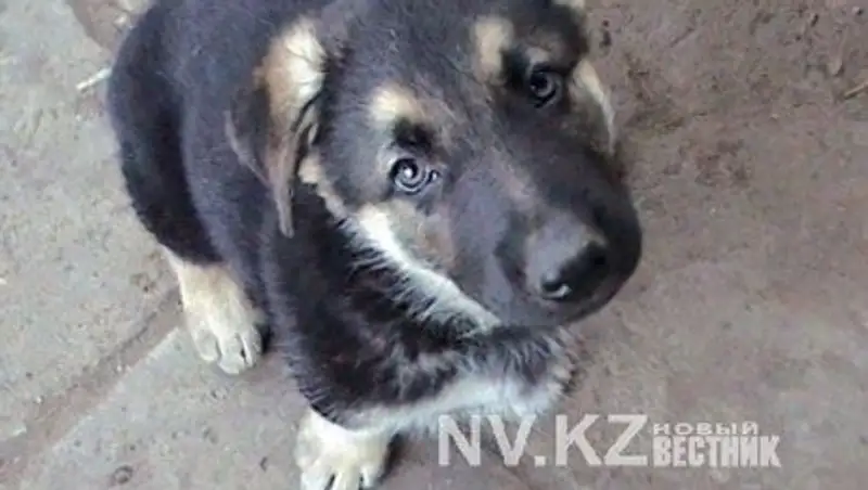 Депутаты Карагандинского облмаслихата утвердили новые Правила содержания кошек и собак