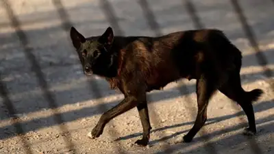 © РИА Новости / Константин Чалабов, фото - Новости Zakon.kz от 16.02.2018 16:20