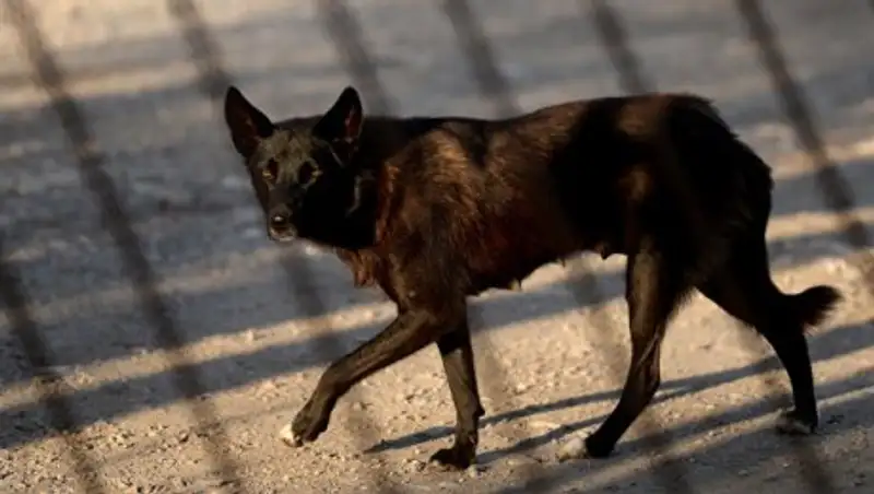 В Дагестане бродячие собаки насмерть загрызли ребенка