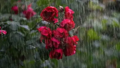 pixabay.com, фото - Новости Zakon.kz от 02.06.2021 12:59