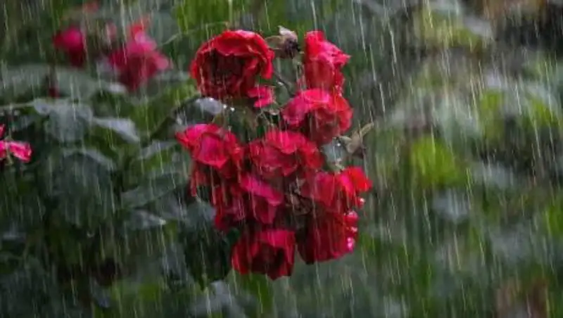 Дожди и понижение температуры. Прогноз погоды на 3-5 июня