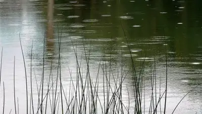 pixabay.com, фото - Новости Zakon.kz от 27.07.2020 12:56