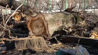 Вырубку деревьев в мкр. Нурлытау прокомментировали в акимате Алматы
