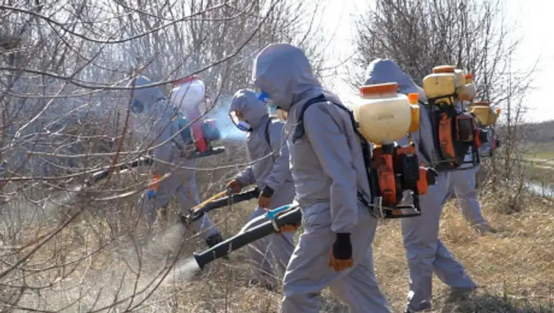 Дезинсекционные работы против комаров ведутся в две смены в Нур-Султане