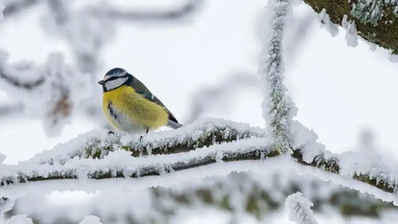 В Абайской области школьников перевели на дистанционку