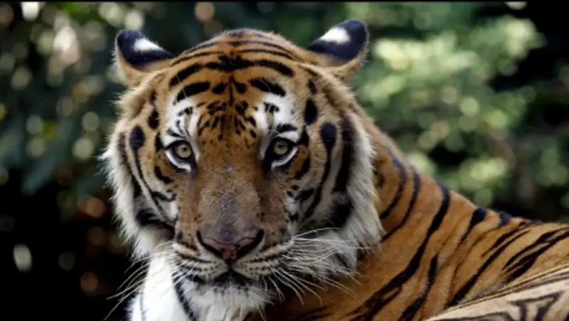 В США торнадо помогло тиграм и медведям сбежать из зоопарка