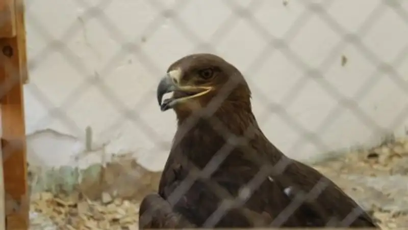 Зоологический сад открылся в Кызылорде