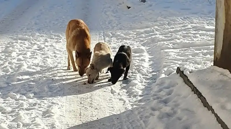Талдыкорган, бездомные собаки, бродячие кошки, фото - Новости Zakon.kz от 02.02.2024 09:41