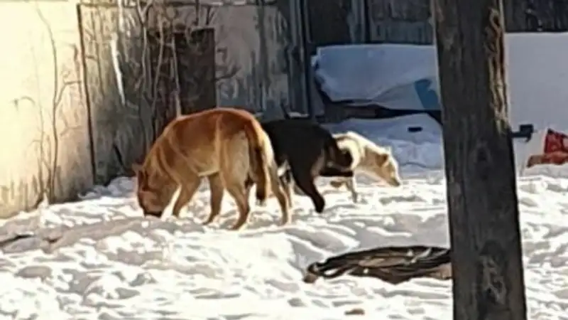 Талдыкорган, бездомные собаки, бродячие кошки