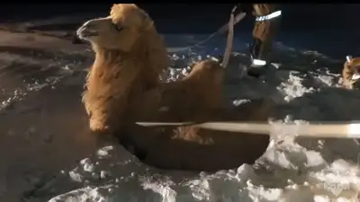 верблюд провалился в колодец на космодроме "Байконур"