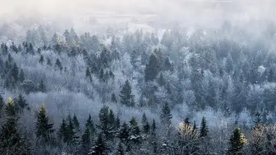 зимний лес, фото - Новости Zakon.kz от 04.02.2024 09:02
