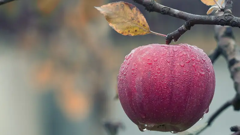 Аграриям из Жамбылской области дали 200 млн субсидий на несуществующие яблони