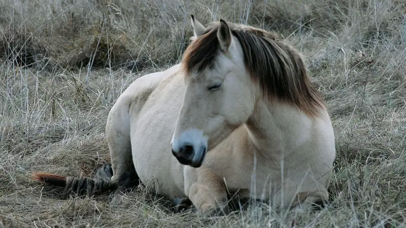 Лошади массово гибнут от неизвестной инфекции в Карагандинской области