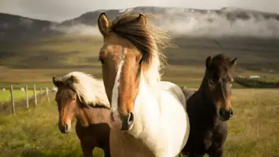 Массовая гибель лошадей от неизвестной инфекции: в селе Карагандинской области могут ввести карантин