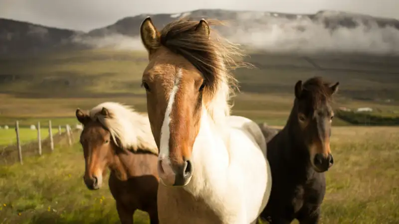 Массовая гибель лошадей от неизвестной инфекции: в селе Карагандинской области могут ввести карантин