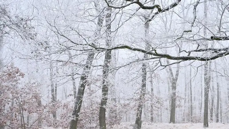 Метель, туман и гололед: в ряде регионов объявлено штормовое предупреждение