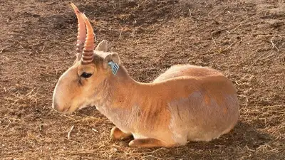 Казахстан сайгаки отстрел МЭПР