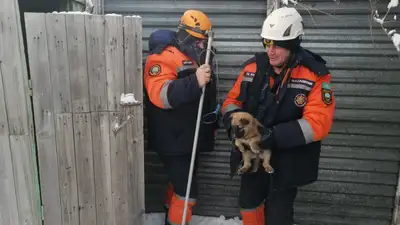 Чудесное спасение: щенка вытащили из выгребной ямы в Усть-Каменогорске