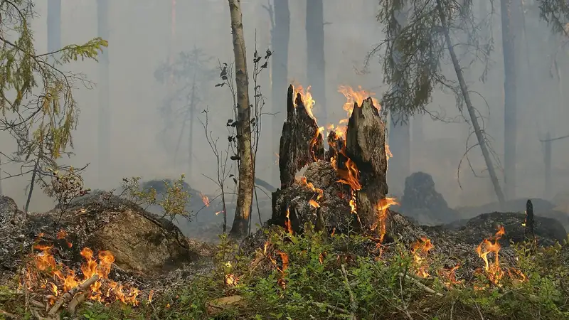 Могла ли кража леса привести к смертельному пожару в Абайской области
