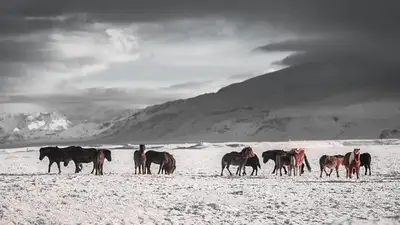лошади массово гибнут от голода в Акмолинской области
